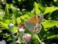 Coenonympha dorus